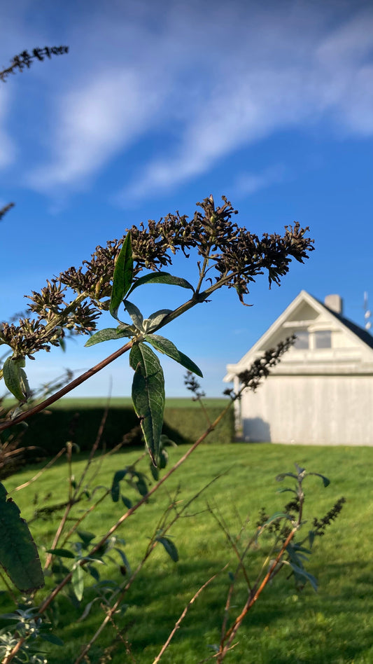 What is a homestead?